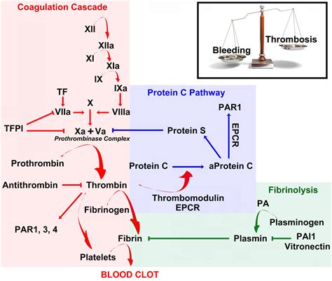 Frontiers | Thrombin regulation of synaptic transmission and plasticity ...