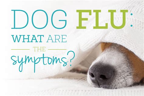 Dog Flu: What Are the Symptoms?