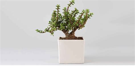 Jade Plant Care and Growing Guide | Plantcarefully