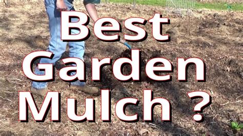 What Is The Best Mulch To Improve Your Garden Soil 9-29-2023 - YouTube