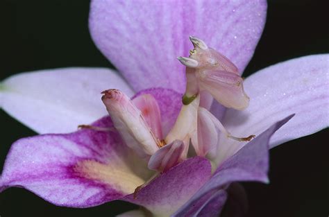 Orchid Mantis In The Pink Photograph by Thomas Marent