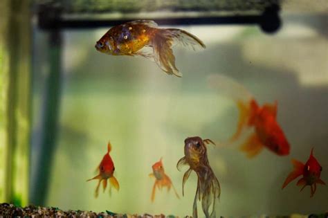 The Best Goldfish Tank Mates (Safe & Compatible)