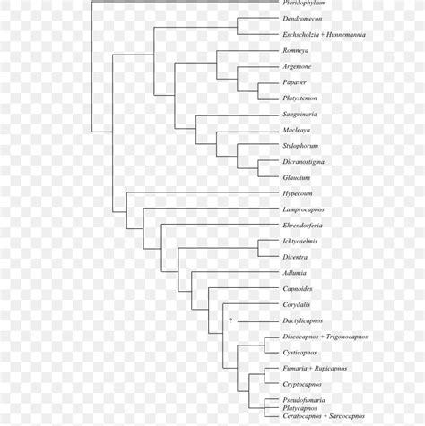 Phylogenetic Tree Phylogenetics Cladogram Synapomorphy And Apomorphy Bloodroot, PNG, 600x824px ...