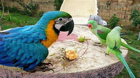 Baby Blue and Gold Macaw in Parrot Paradise - YouTube