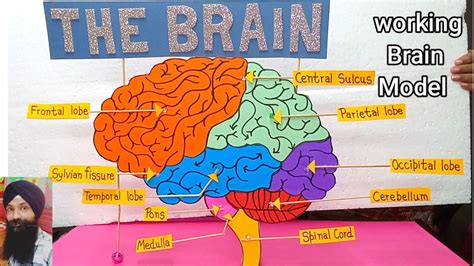 Brain working science model for school || how to make brain model || working science project ...