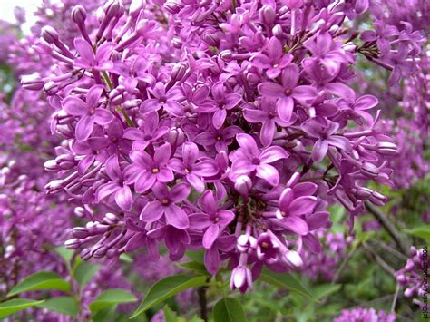 Large Flowering Shrubs For Full Sun Australia at Claude Acosta blog