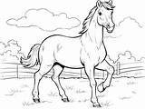 Simple Walking Horse Coloring  Page sketch template
