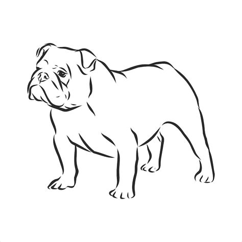 Details 90+ bulldog sketch latest - seven.edu.vn