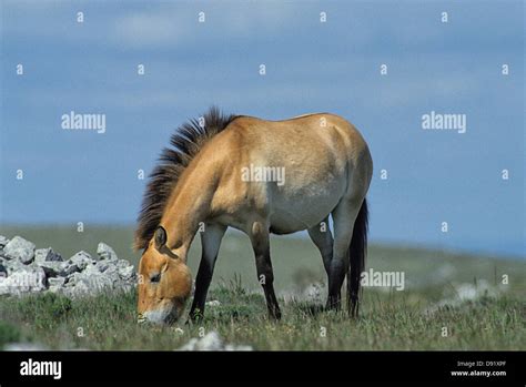 Young Przewalski horse stallions native to Mongolia Stock Photo - Alamy