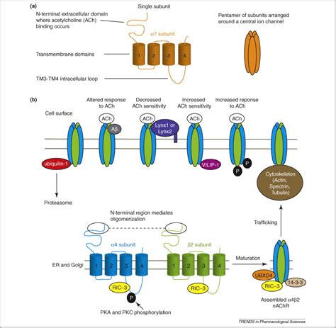 Proteins interacting with nicotinic acetylcholine receptors: expanding functional and ...