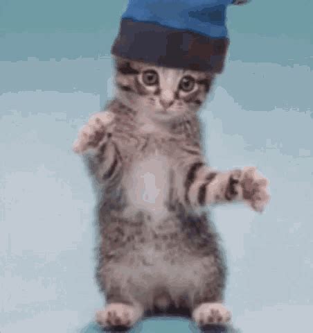 Funny Cat GIF - Funny Cat Dance - Discover & Share GIFs