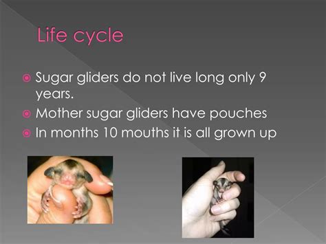 Mahogany Glider Life Cycle