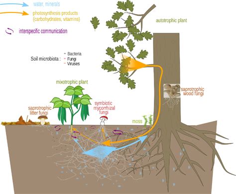 File:Mycorrhizal network.svg - Wikipedia Conifer Trees, Deciduous Trees ...