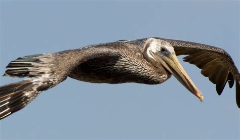 Pelican Symbolism - Spirit Animal Totems