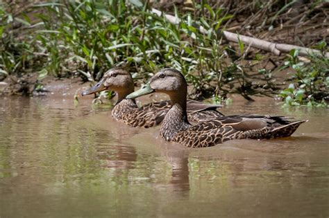 Mexican Duck - Owen Deutsch Photography