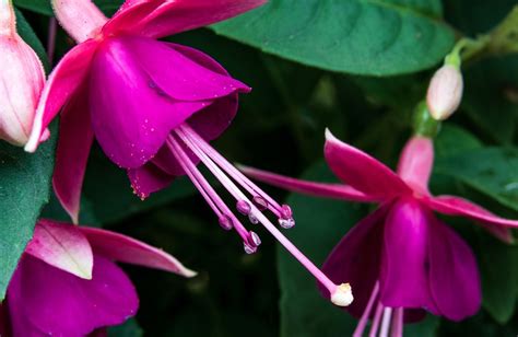 Fuchsias come in a rainbow of colors - just one reason it’s a favorite ...