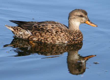 gadwall - Duck Struck