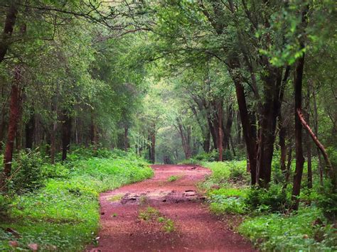 Cheetah safari to be allowed from February at Kuno Palpur National Park ...