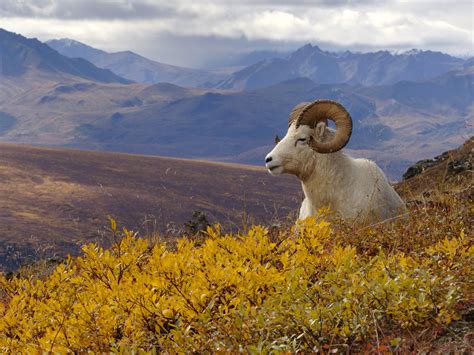 Denali National Park Pictures wallpaper | 1600x1200 | #84048