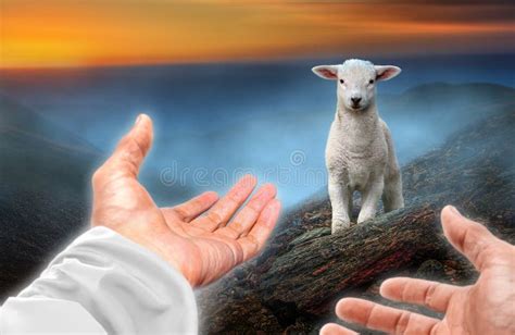 Hands of God Reaching Out To a Lost Sheep Stock Image - Image of holy ...