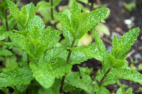 A Gardener’s Guide to Perennial Identification - PlantSnap.com