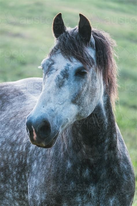 Image of Dappled grey horse looks sideways. - Austockphoto