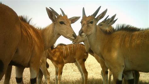 Photos: The secret lives of the Serengeti’s most elusive wild animals ...