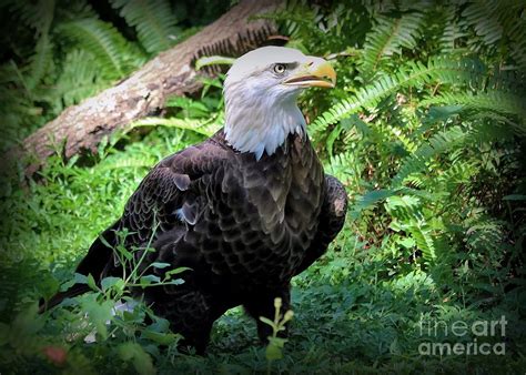 Symbol of Freedom The Bald Eagle Photograph by Diann Fisher - Fine Art America