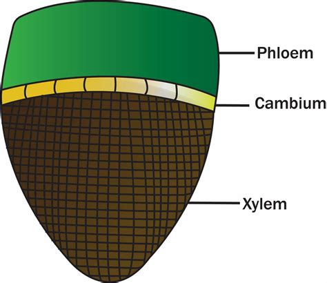 Open vascular bundles are those whichA. Are surrounded by pericycle but ...