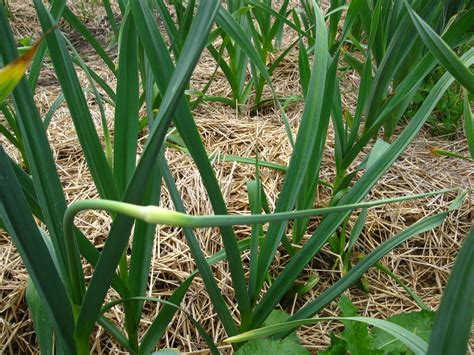 Identifying Garlic Types by Scapes | Dan Brisebois