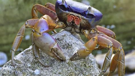 Land crabs spend most of their time out of sight, until September