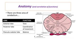 Cerebellar signs