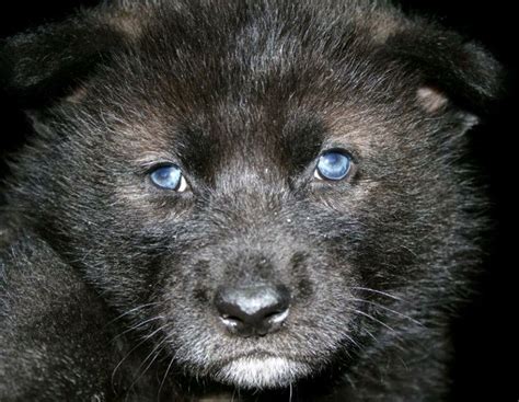 Alaskan Tundra Wolf | Baby Alaskan Tundra Wolf (With images) | Animals beautiful, Animal faces ...