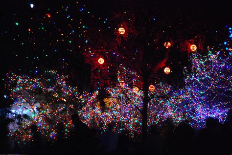 Zoo Lights, Denver Zoo | Colorado native, Zoo lights, Moving to colorado