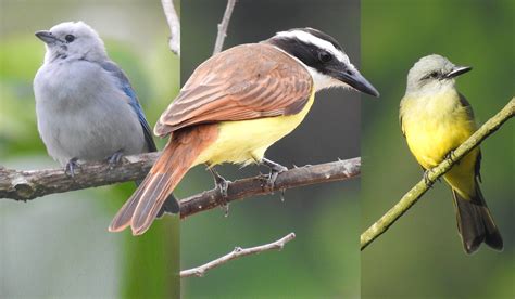 Las aves endémicas de Colombia