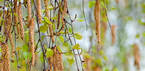 Birch (Betula) Genus Level details and Allergy Info | Pollen.com