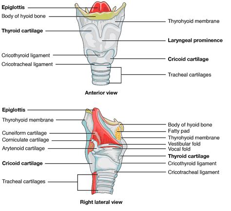 Respiratory System- Anatomy