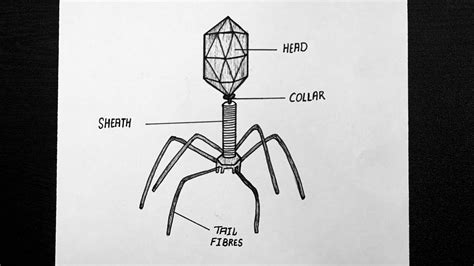 Diagram Of A Bacteriophage