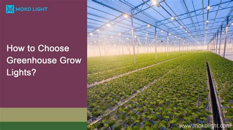 How to Choose Greenhouse Grow Lights? - mokolight