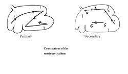 Rumen - Anatomy & Physiology - WikiVet English