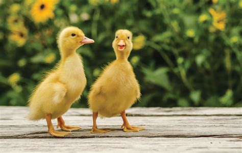 Top 10 Duck Breeds for Beginners: Homesteading 101 - Max My Money