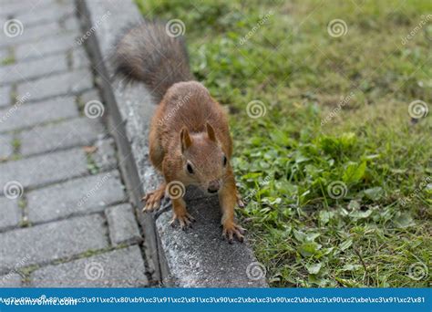 The Red Squirrel Eats the Nuts. Stock Image - Image of nuts, forest: 125448019