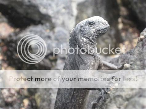 Baby Marine Iguana In Galapagos Photo by EMBRACEurHOLLOW | Photobucket