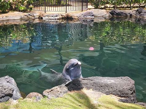 Best 3 Things to Do in Dolphin Quest Oahu Honolulu