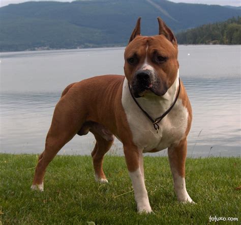 American Staffordshire Terrier - Raças de Cachorros