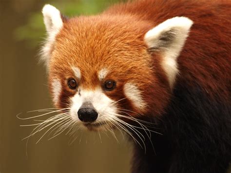 Wild animals in my motherland, Laos - Samakomlao Main