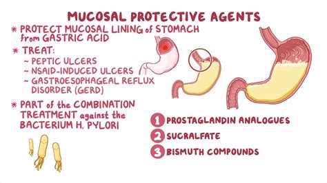 Gastric mucosal protective agents: Nursing pharmacology - Osmosis Video Library