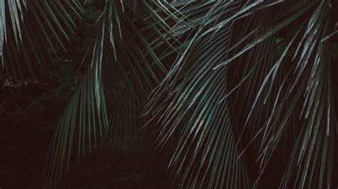 Dark Jungle Wallpapers - Top Free Dark Jungle Backgrounds - WallpaperAccess