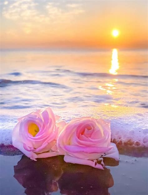 roses at sunset | Beautiful rose flowers, Rose, Beautiful flowers