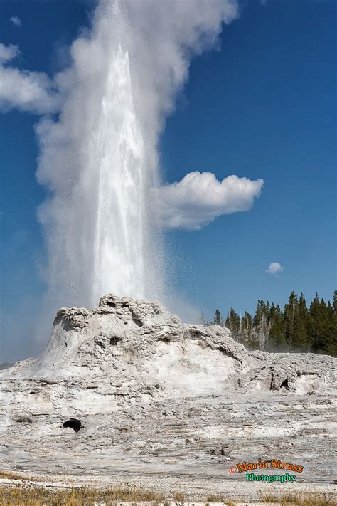 Yellowstone Castle Geyser Eruption 350 by Maria Struss Photography in ...